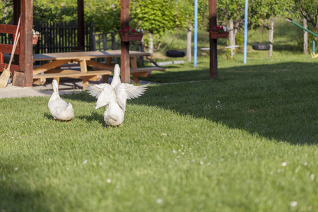 two white ducks in the green yardの写真素材