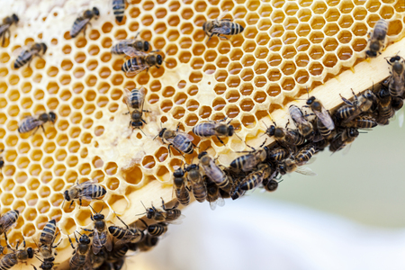 bee in honeycomb, close up