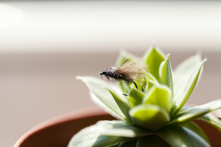 fly fishinig, fly tying hooks close upの写真素材