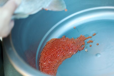 spawning salmon fish eggs, close upの写真素材