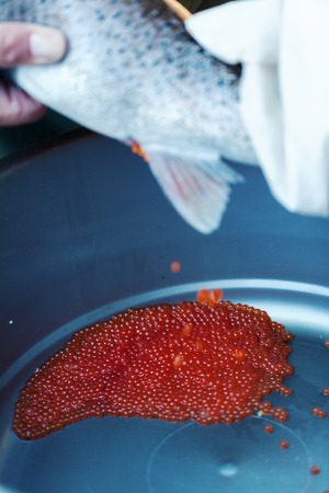 spawning salmon fish eggs, close upの写真素材