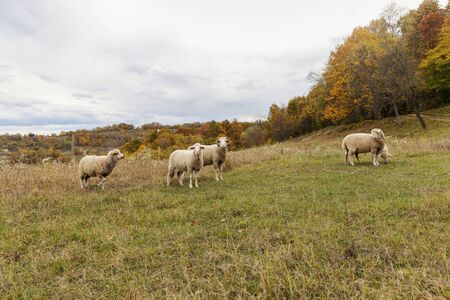 sheep graze in the meadow in the fallの写真素材