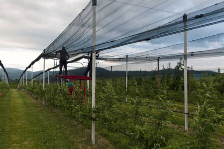 protective net in the apple orchard, bad weather