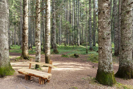 coniferous forest, pine trees landscape