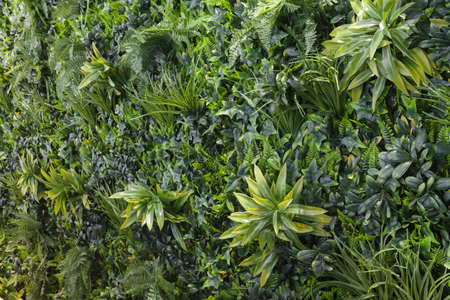 green wall with grasa and leaf, abstract background textureの写真素材
