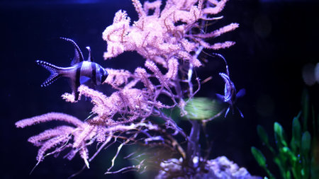 close-up, beautiful striped fish swimming among pink, shaggy algae. High quality photo