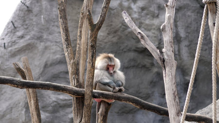 Hamadryas baboon Monkey sits on the branch, silently scratching his leg. outdoors, summer day. High...