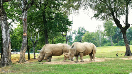 SAFARI PARK POMBIA, ITALY - JULY 7, 2018: Travel in the car in the SAFARI zoo. rhinos. rhinoceros walking in a green park. High quality photoの写真素材