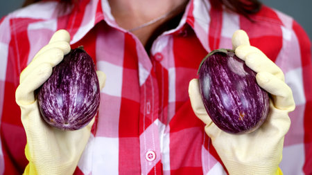 close-up, female farmers hands in gloves hold two freshly picked eggplants. on checkered shirt background, in studio, Healthy nutrition concept. sexual association with food. High quality photoの写真素材