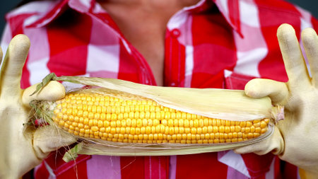 close-up, female farmers hands in gloves hold big corn cob. on checkered shirt background, in studio, Healthy nutrition concept. sexual association with food. High quality photoの写真素材