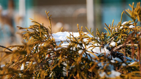winter, frosty, snowy, sunny day. close-up, eternally green bushes, on a flowerbed in the garden hid under a thick layer of snow. High quality photoの写真素材