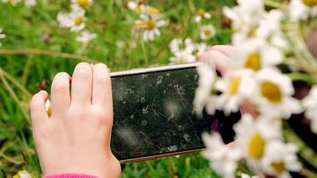 Close-up, a girl holding a phone, mobile, taking pictures of them, taking photos of a camomile lawn. High quality photoの写真素材