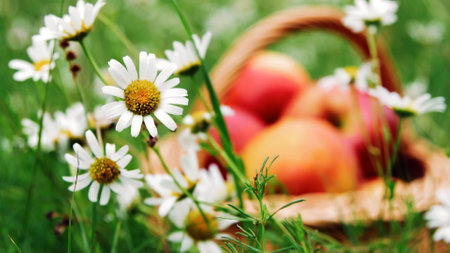 close-up. Beautiful red apples in a basket, in the midst of a flowering daisy field, lawn. High quality photoの写真素材