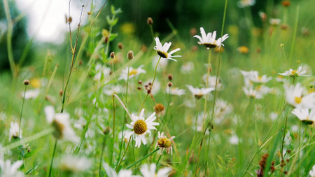 Chamomile field, lawn in the forest with flowering daisies, summer. High quality photoの写真素材
