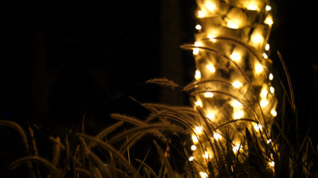 Close-up. in the dark, against the background of a trunk of a palm tree decorated with illumination, spikelets and grass swaying in the wind, in the rays of light. High quality photoの写真素材