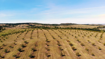 farm, fields of walnut plantations. rows of healthy walnut trees in a rural plantation with ripening walnuts on trees on a sunny day.aero video, drone. High quality photoの写真素材
