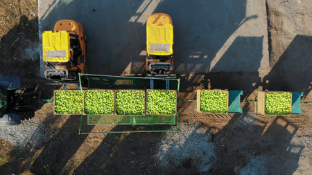 fresh picked apple harvest on farm. small loaders, forklift trucks, machines unload and load, put large wooden boxes full of green apples on top of each other. top view, aero video. High quality photoの写真素材