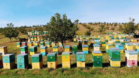 Bees in the apiary. in the meadow a lot of bee houses, hives are. honey production on farm. The bees...