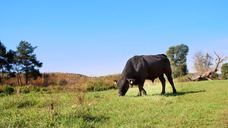close up, in meadow, on farm, big black pedigree, breeding bull is grazing. summer warm day. Cattle for meat production in pasture. selection of cows, bulls. High quality photoの写真素材