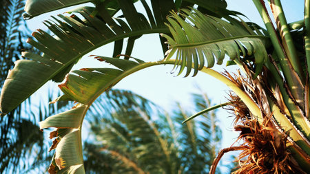 Close-up, palm leaves on a hot summer day. High quality photoの写真素材