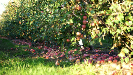 close up, Many ripe fallen apples lying on the ground under apple trees in an orchard. early autumn....