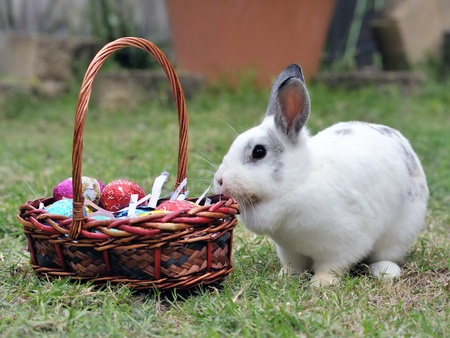 Easter Bunnyの写真素材