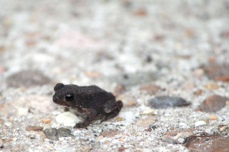 Close-up of small frog