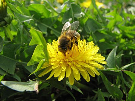 bee and dandelion