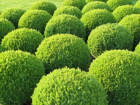 box treeの写真素材