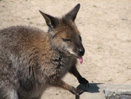 kangarooの写真素材