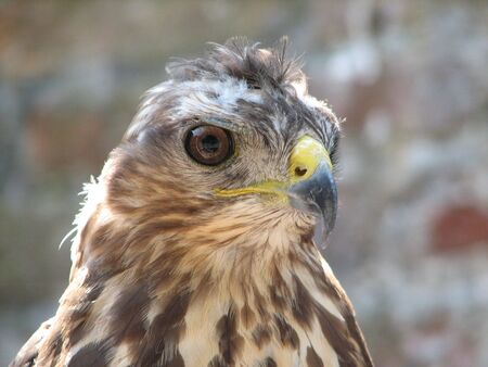 falconの写真素材