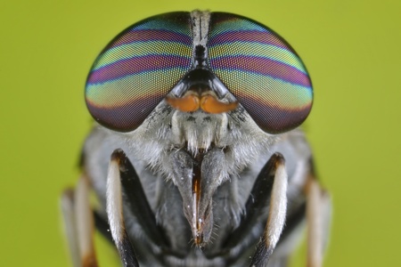 The Striped Eyeの写真素材