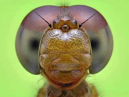 Portraite of Dragonflyの写真素材