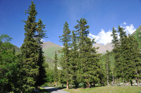 Summer in mountains with blue sky and fir treesの写真素材