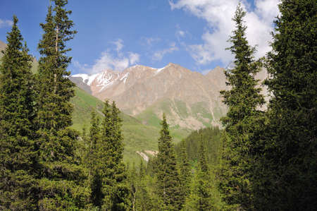 Summer in mountains with blue sky and fir treesの写真素材