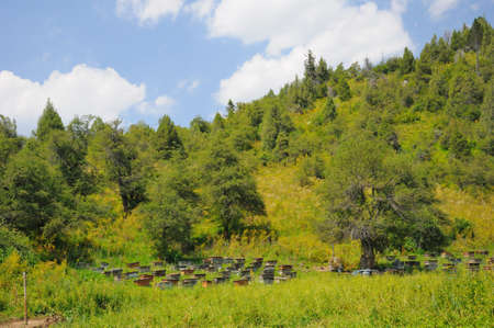Summer in mountains, beehives, green trees and a grassの写真素材