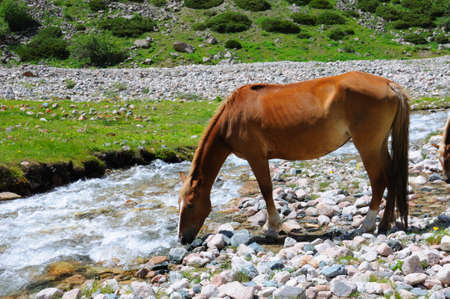 The horse is grazed near to the small mountain riverの写真素材