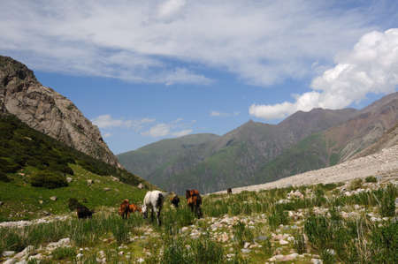 Horses are grazed near to the small mountain riverの写真素材