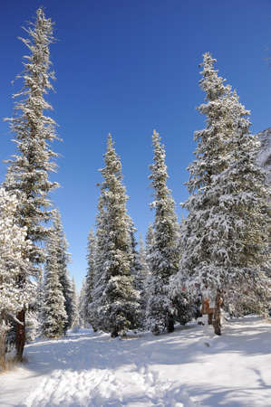 Winter in mountains with blue sky and fir trees in the snowの写真素材