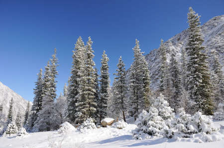 Winter in mountains with blue sky and fir trees in the snowの写真素材