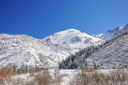 Winter in mountains with blue sky and fir trees in the snowの写真素材