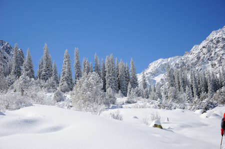Winter in mountains with blue sky and fir trees in the snowの写真素材