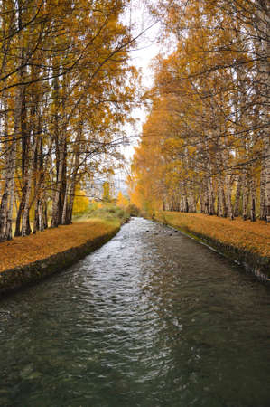 The small river and birches with yellow leavesの写真素材