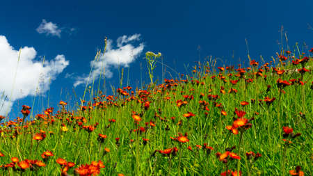 Meadows in orange flowers and a green grass in Altyn-Arashan, Kyrgyzstanの写真素材