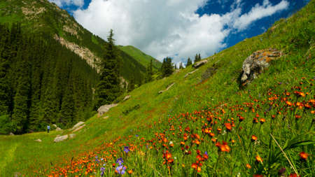 Mountains, meadows in orange flowers and a green grass in Altyn-Arashan, Kyrgyzstanの写真素材