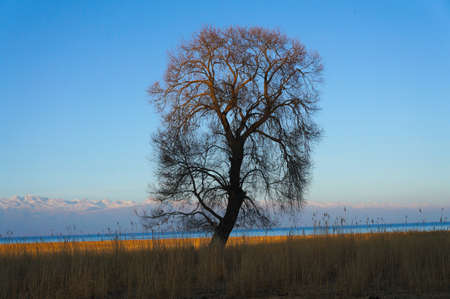 Fanciful branchy tree on a sunsetの写真素材