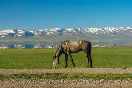 A horse grazes on a green meadow in the background of a mountain lakeの写真素材