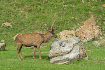 Maral proudly stands at the stone lifting hornsの写真素材