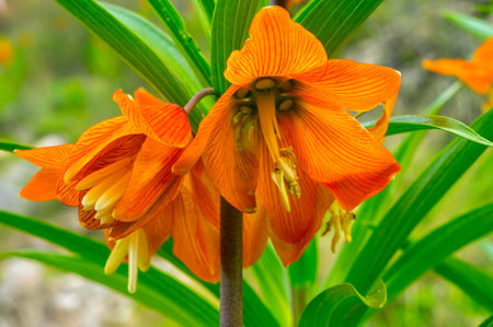 A close-up of the vivid orange Aigul flower reveals intricate patterns on its petals, a lush green leafy background, slender stamens, and stigma amidst the natural flora of Batken.の写真素材