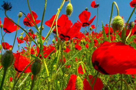 A sea of scarlet poppies dances in the breeze, their bright petals set against soft green leaves and a clear blue backdrop, embodying the serene vibrance of a spring meadow.の写真素材